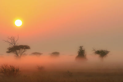 Silhouette trees against orange sky during sunset