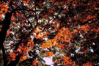 Low angle view of trees