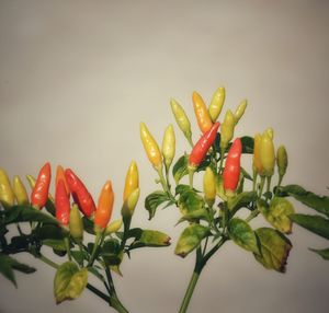 Close-up of red chili peppers on white background