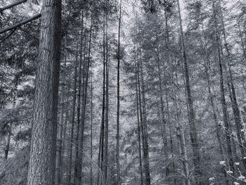 Black and white monochrome pine woodlands