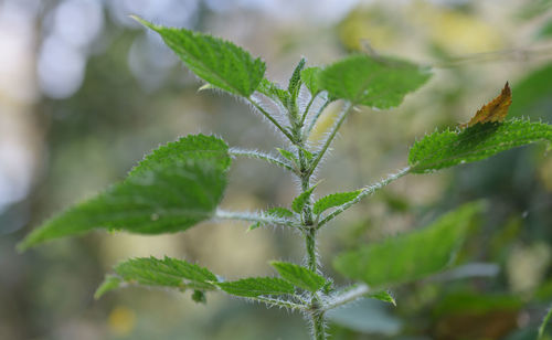 plant
