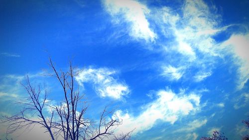 Low angle view of trees against blue sky