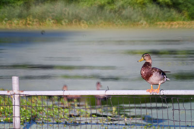 Bird perching in water