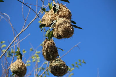 Low angle view of bird perching on tree against sky