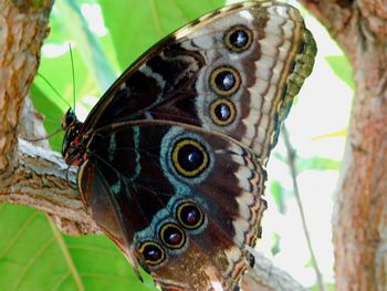 Close-up of butterfly perching on leaf