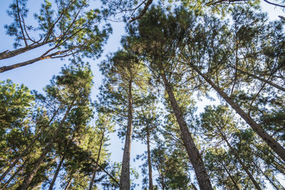 Low angle view of trees in forest against sky