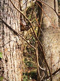 Squirrel on tree trunk