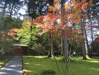 Trees in park during autumn