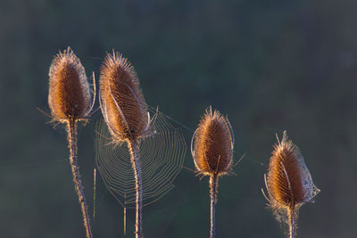 Close-up of wilted thistle