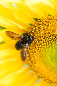 Close-up of bee pollinating on yellow flower