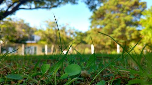 Close-up of grass on field against trees