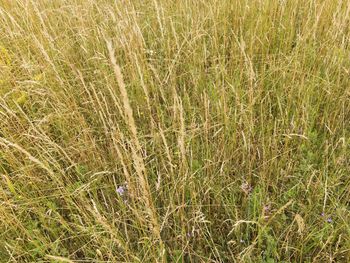 Full frame shot of grass on field