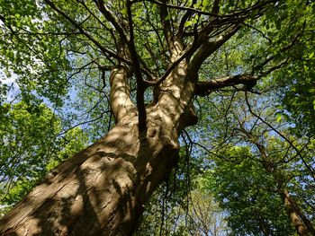 Low angle view of tree in forest against sky