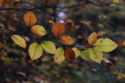 Close-up of autumnal leaves