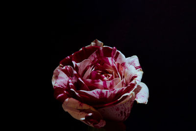 Close-up of rose against black background