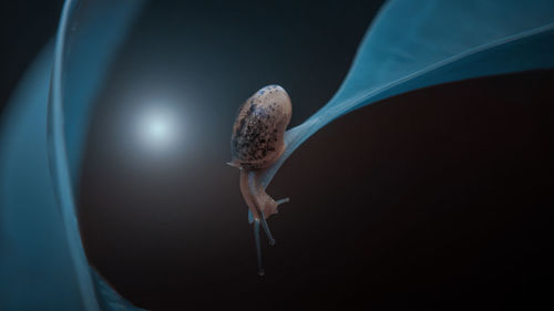 Close-up of snail on black background