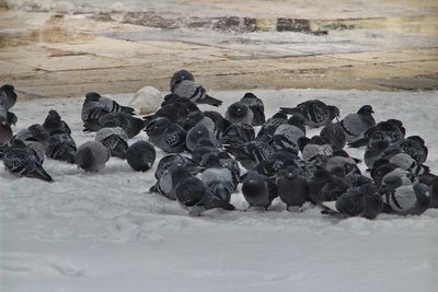 Penguins on rocks