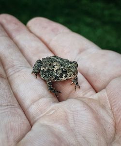 Cropped image of man hand with toad