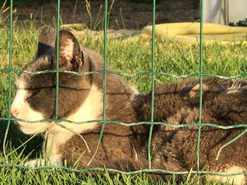 Close-up of cat relaxing on field