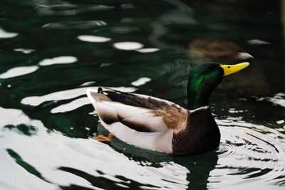 Close-up of duck swimming in lake