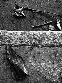 Bird on ground