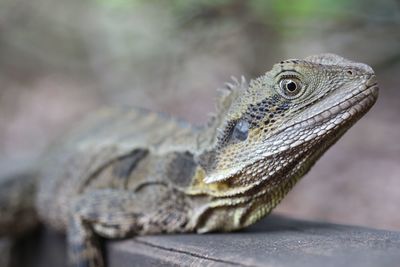 Close-up of lizard