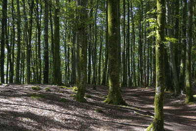 Trees growing in forest