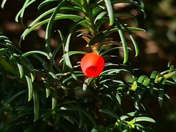 Close-up of red flowering plant