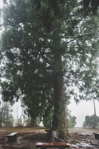 Trees in forest against sky