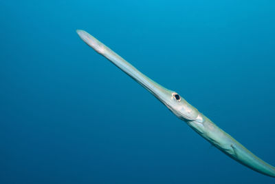 Close-up of swimming underwater