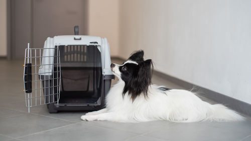 Dog relaxing on floor at home