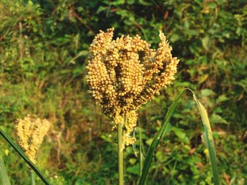 Close-up of flowers blooming outdoors