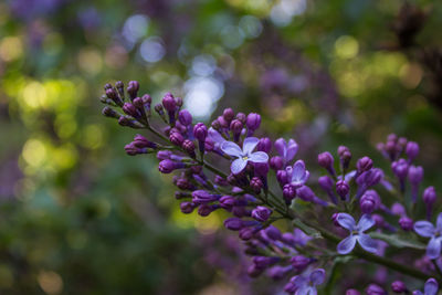 Close-up of purple flowering plant