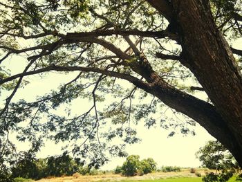 Low angle view of trees against sky