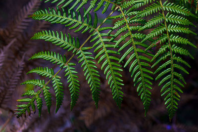 Close-up of pine tree