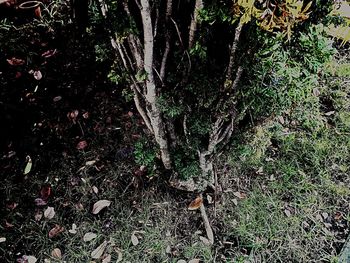 High angle view of a cat on field