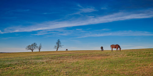 Thoroughbred horses grazing on late autumn grass in the afternoon.