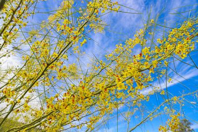 Low angle view of trees against blue sky