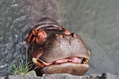 Close-up of hippopotamus in water