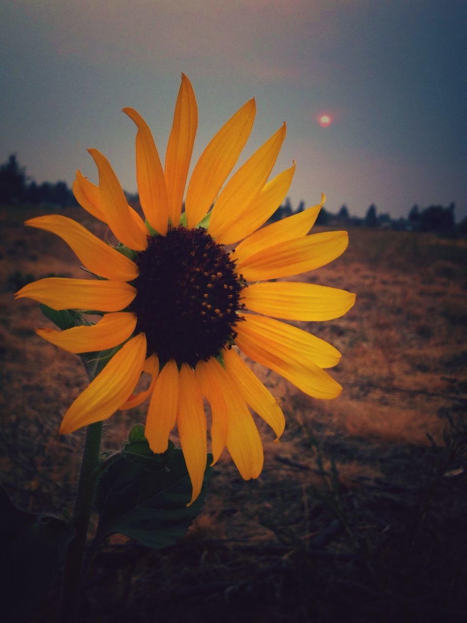 flower, petal, flower head, fragility, freshness, single flower, beauty in nature, pollen, yellow, growth, blooming, close-up, nature, plant, focus on foreground, in bloom, sunflower, field, outdoors, no people