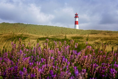 Ellenbogen, sylt