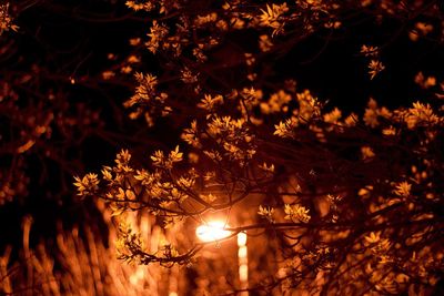 Light falling on tree branches at night