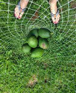 Avocados in a net