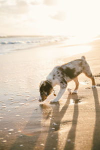 Dog on beach