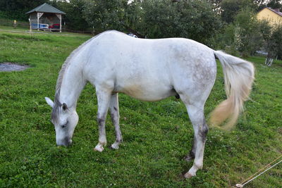 White horse grazing on field