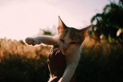 Cat looking away against clear sky