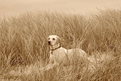 Yellow labrador dog resting amongst beach grass