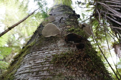 Close-up of mushrooms growing on tree trunk