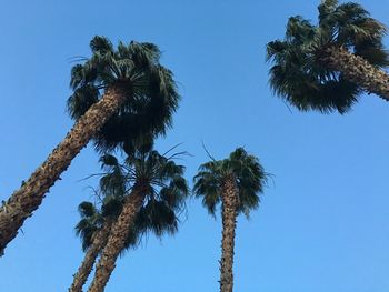 Low angle view of palm trees against clear blue sky