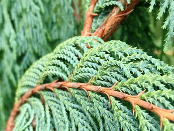 Close-up of green leaves